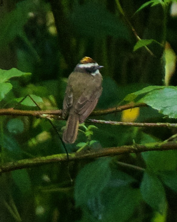 Rusty-margined Flycatcher - ML646469942