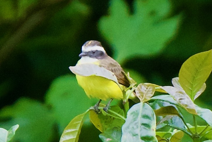 Rusty-margined Flycatcher - ML646469943
