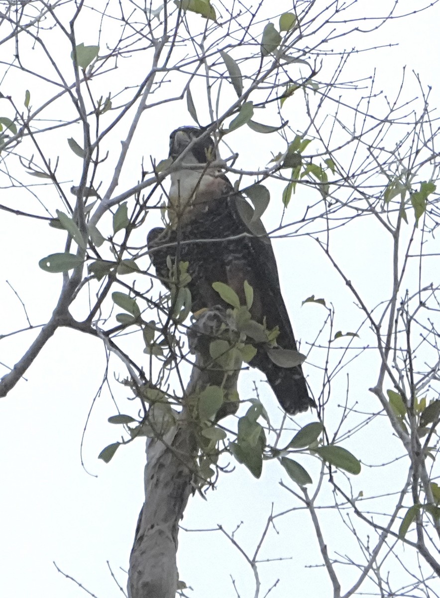 Orange-breasted Falcon - ML646469945