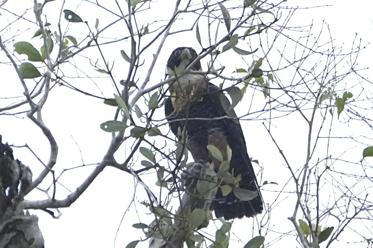 Orange-breasted Falcon - ML646469946