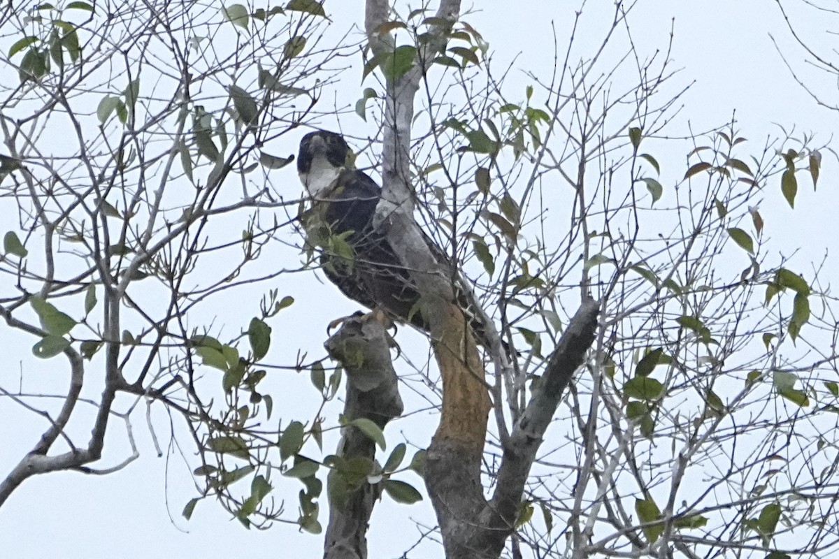 Orange-breasted Falcon - ML646469947
