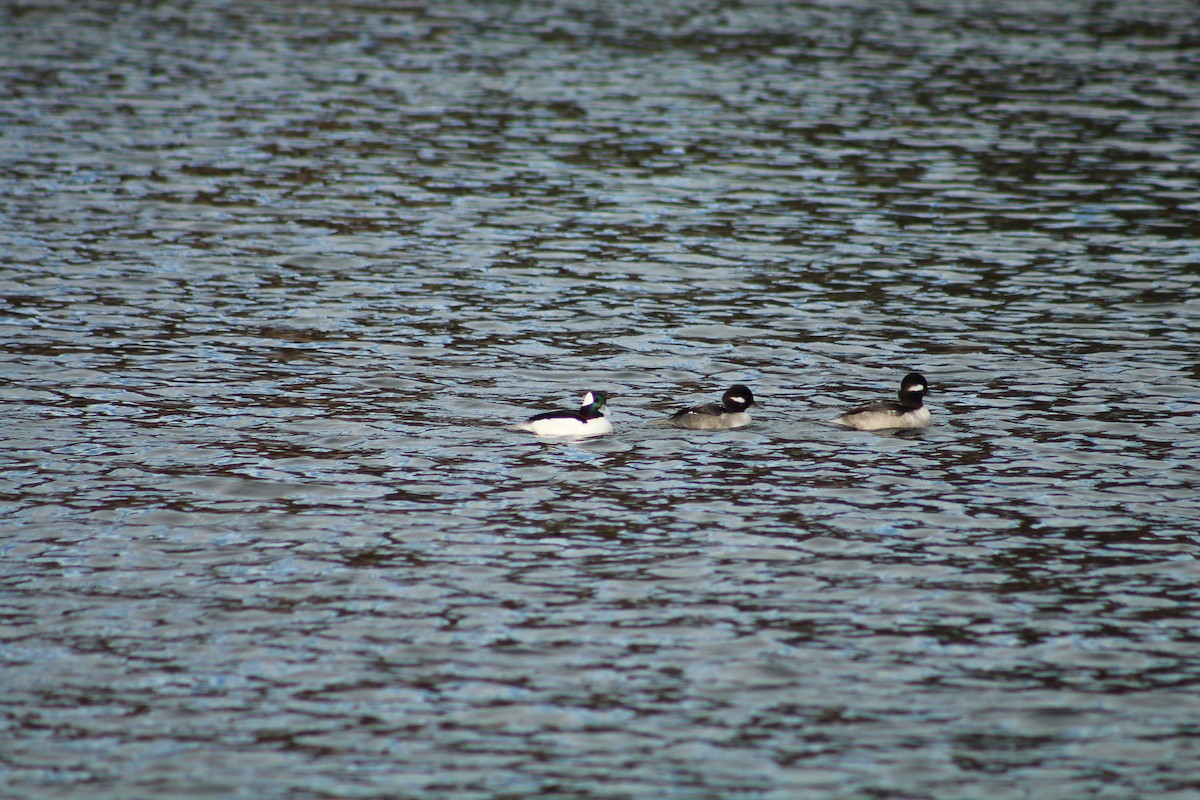 Гоголь-головастик - ML646469948