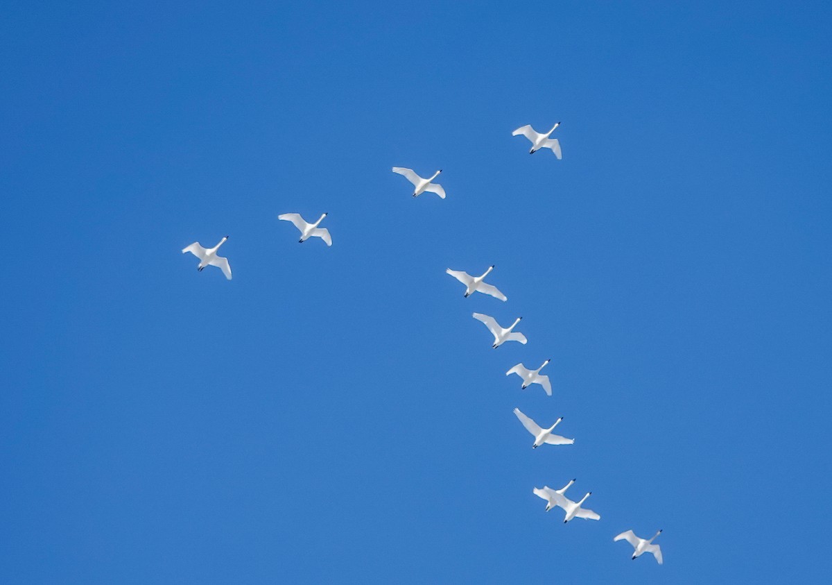 Tundra Swan - ML646469950