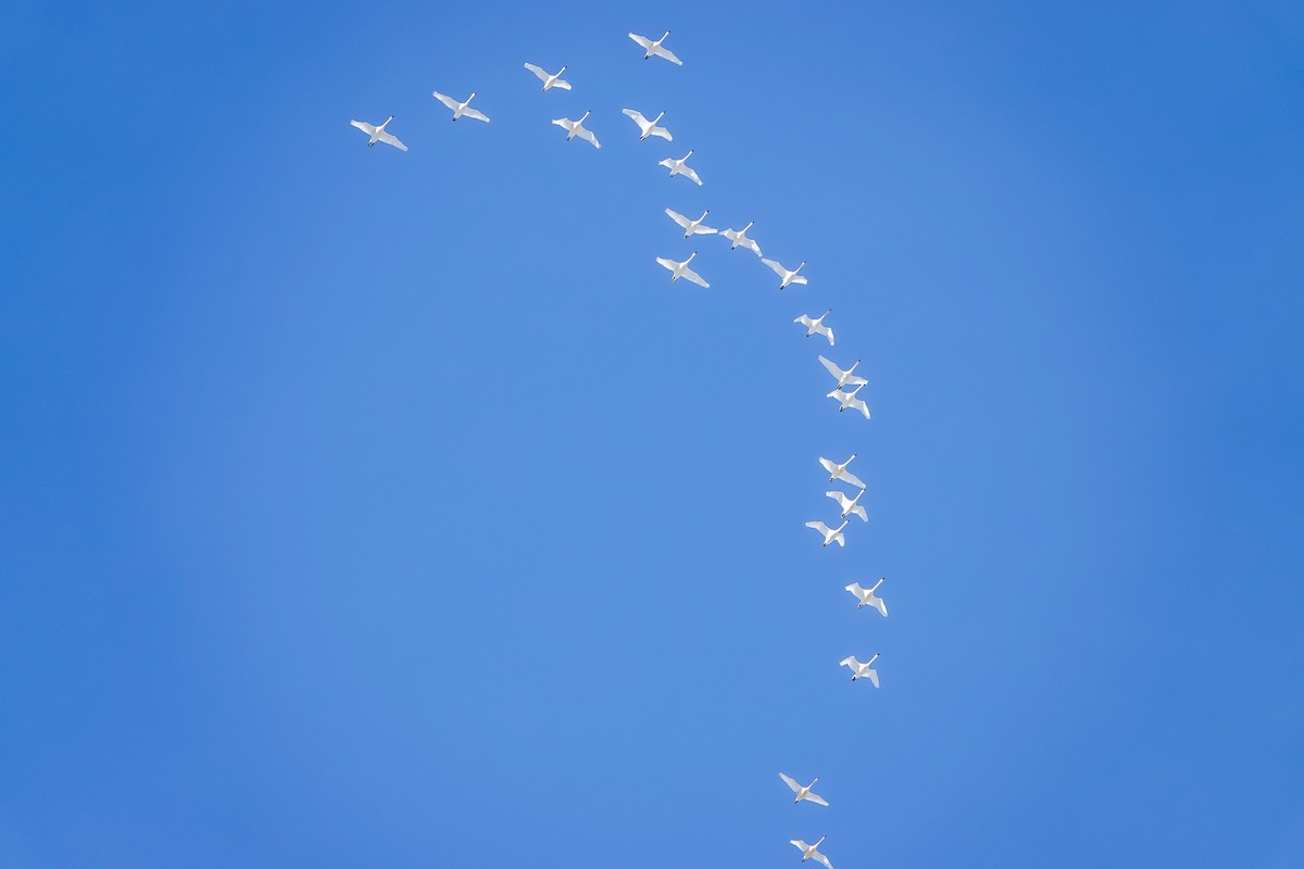 Tundra Swan - ML646469951