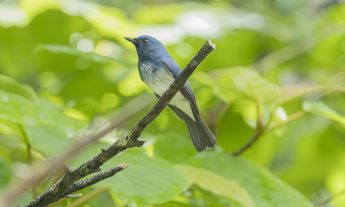 Gobemouche de Hainan (hainanus) - ML646469955