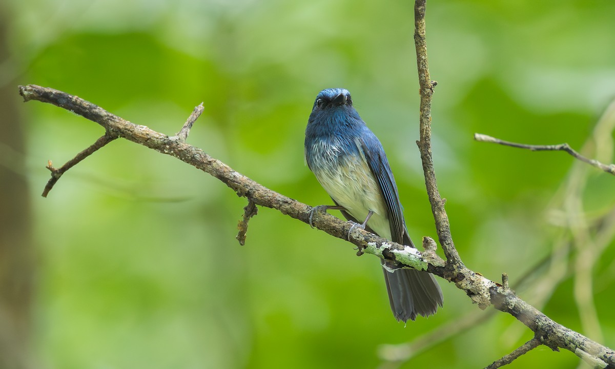 Gobemouche de Hainan (hainanus) - ML646469956