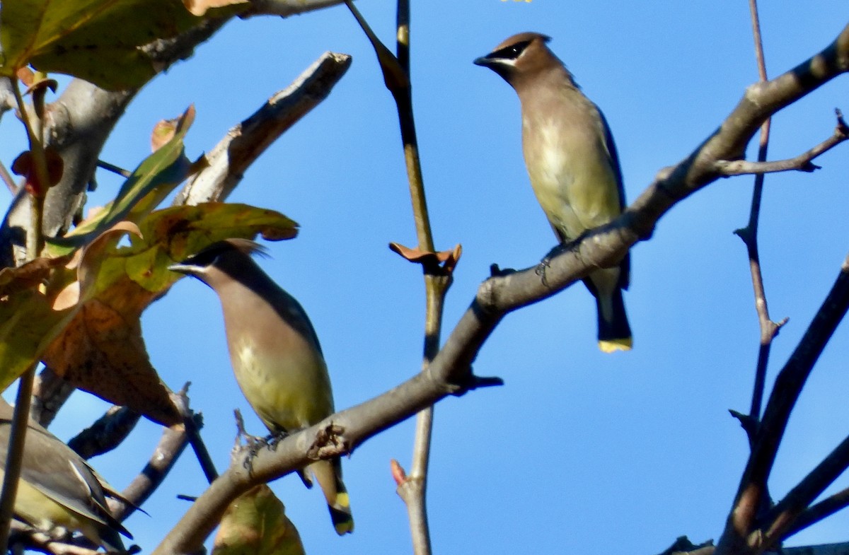 Cedar Waxwing - ML646469957