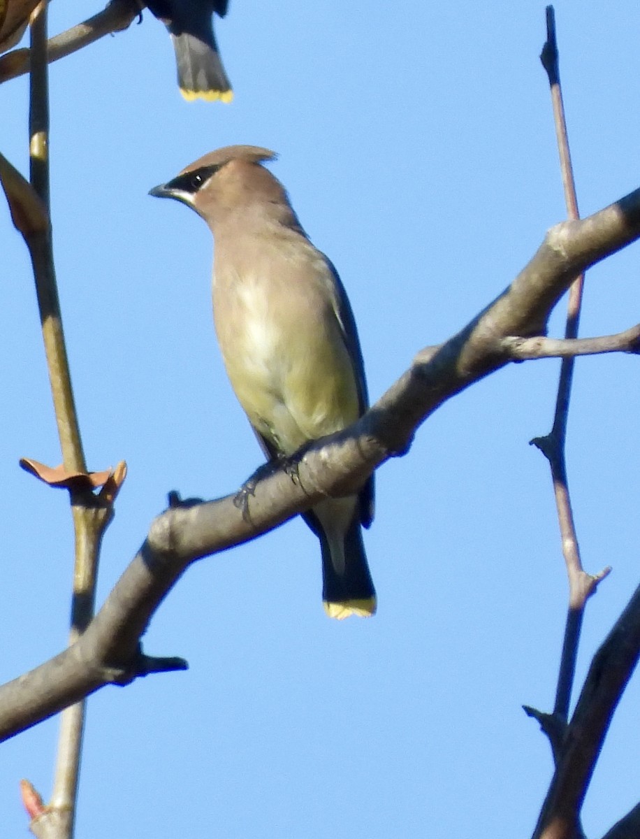 Cedar Waxwing - ML646469958