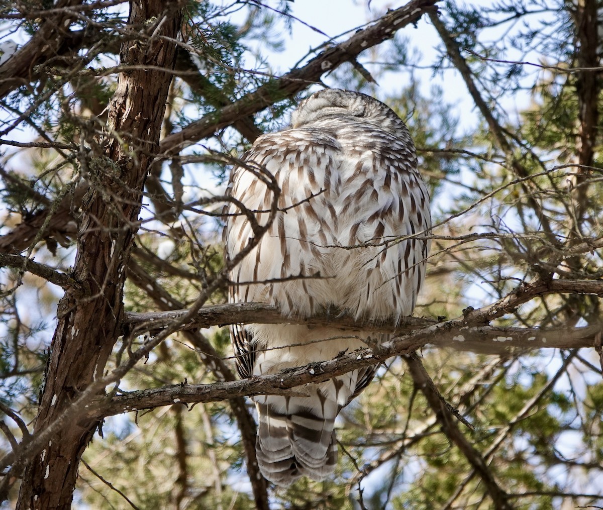 Barred Owl - ML646469961