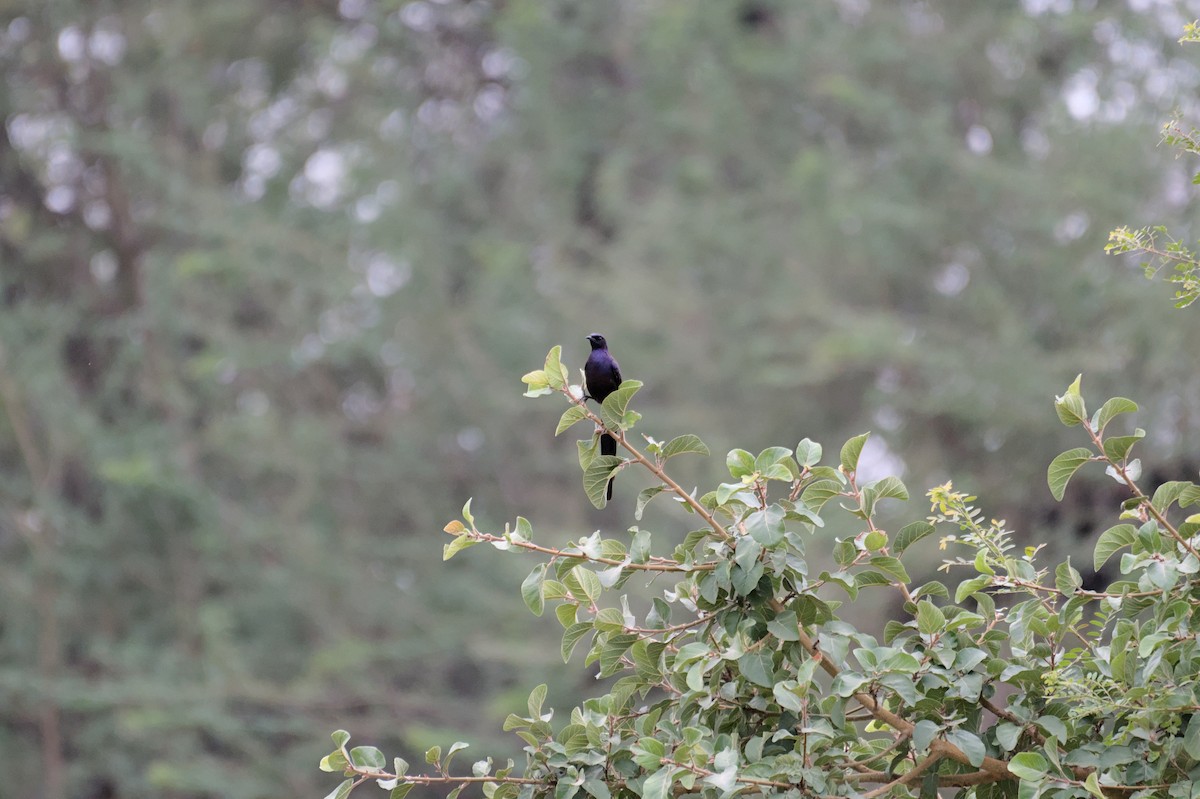 Meves's Starling - ML646469964