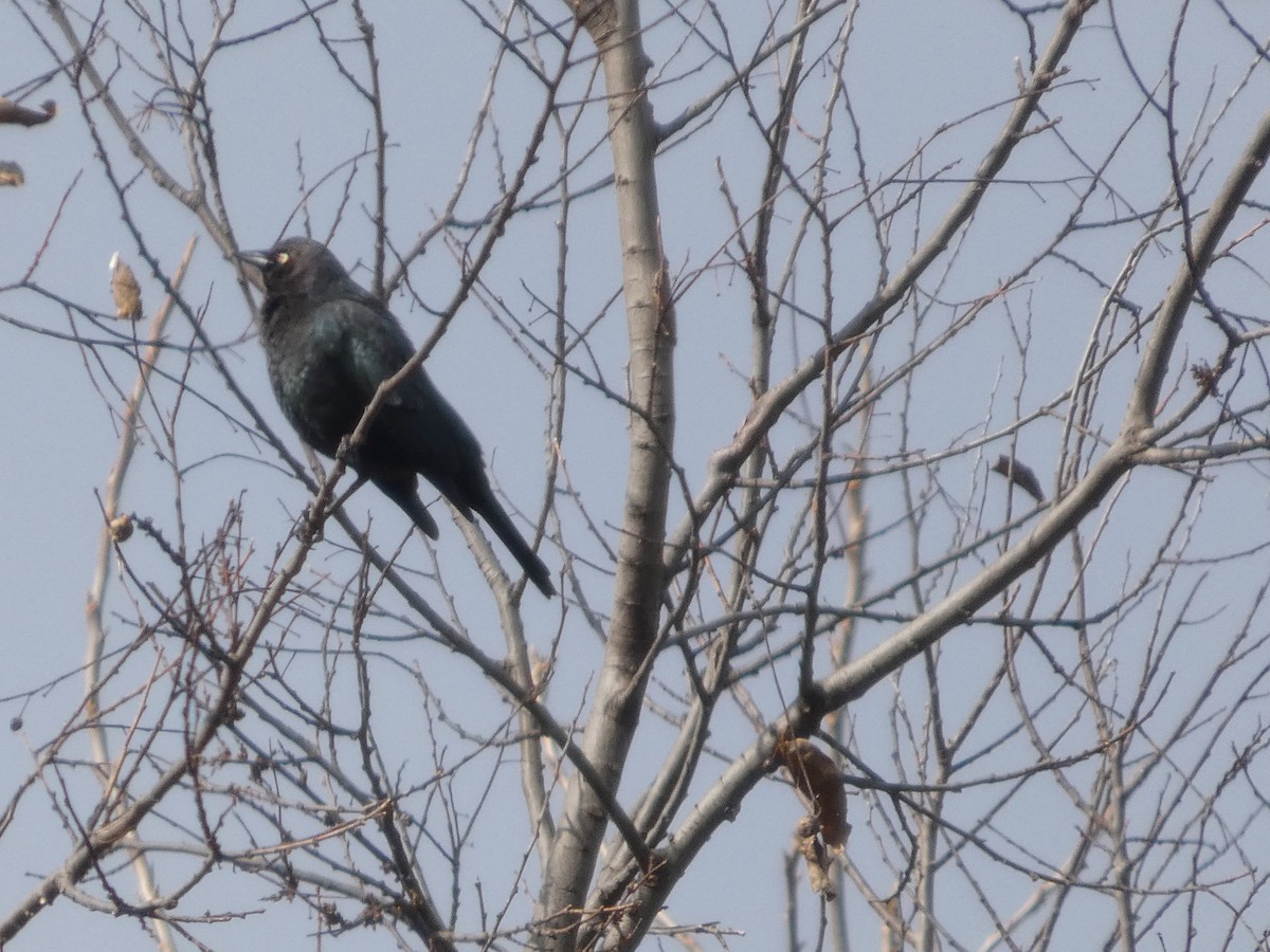 Zanate de Brewer - ML646469965