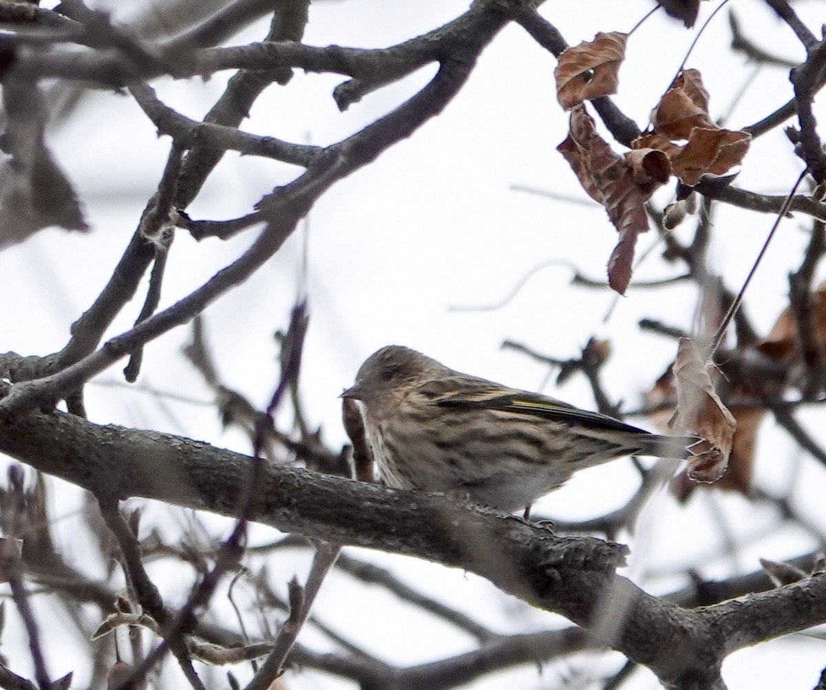 Pine Siskin - ML646469966