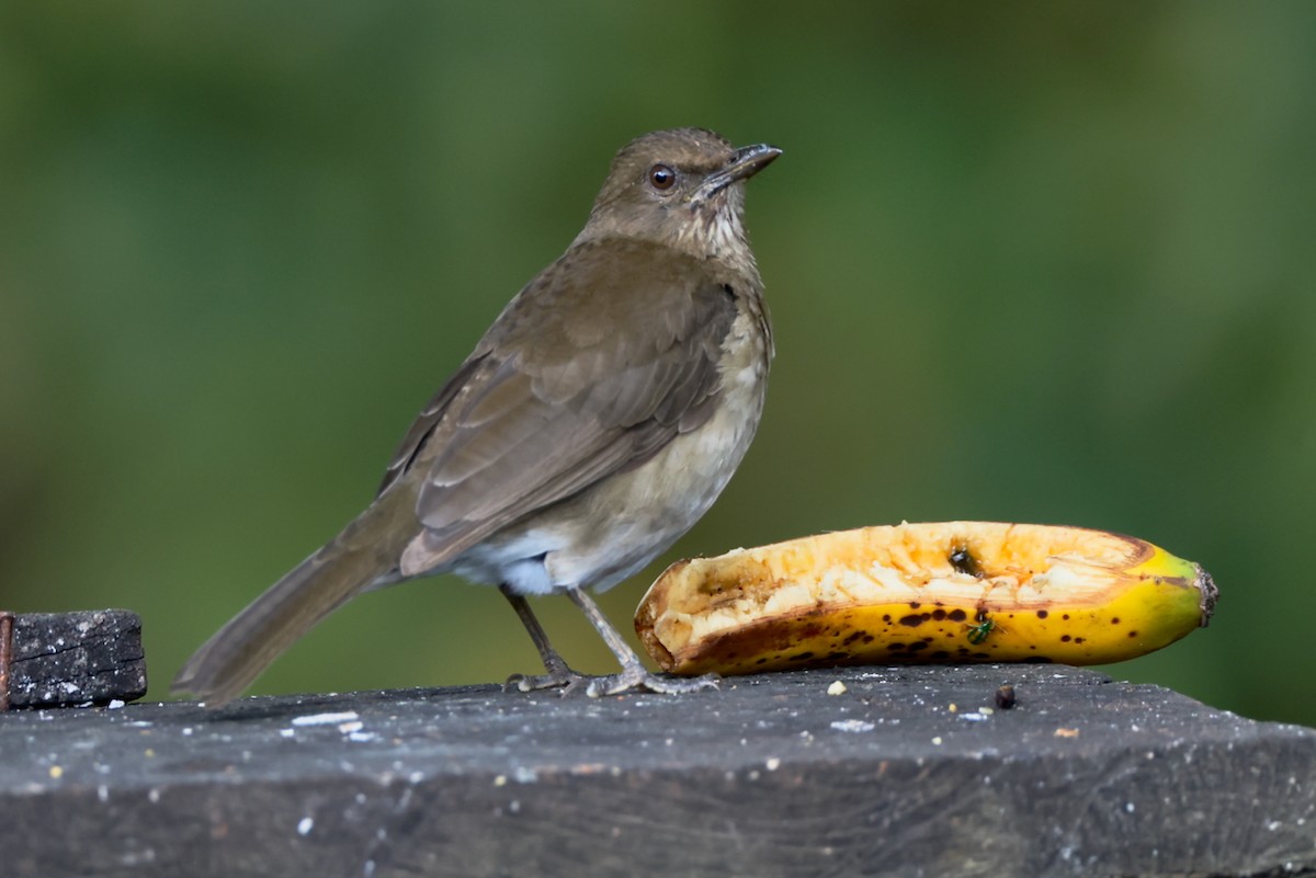 Black-billed Thrush - ML646469972