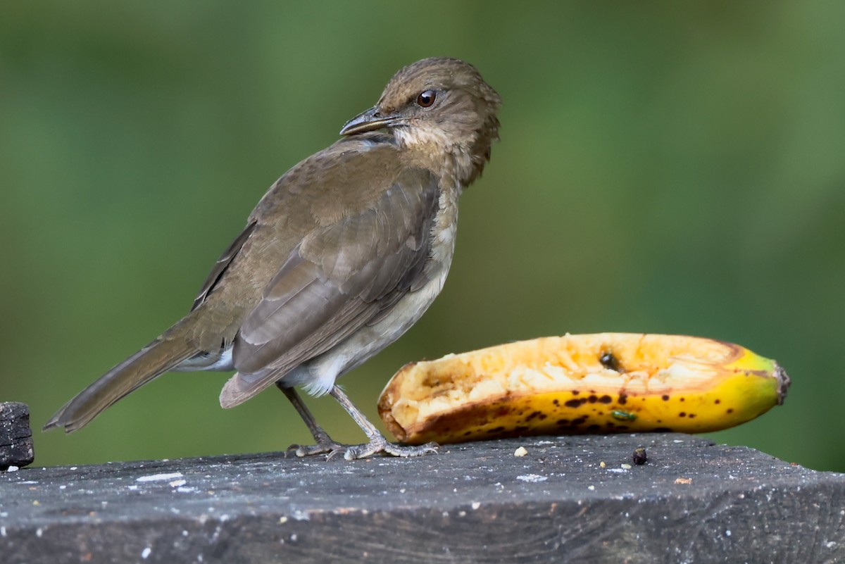 Black-billed Thrush - ML646469973