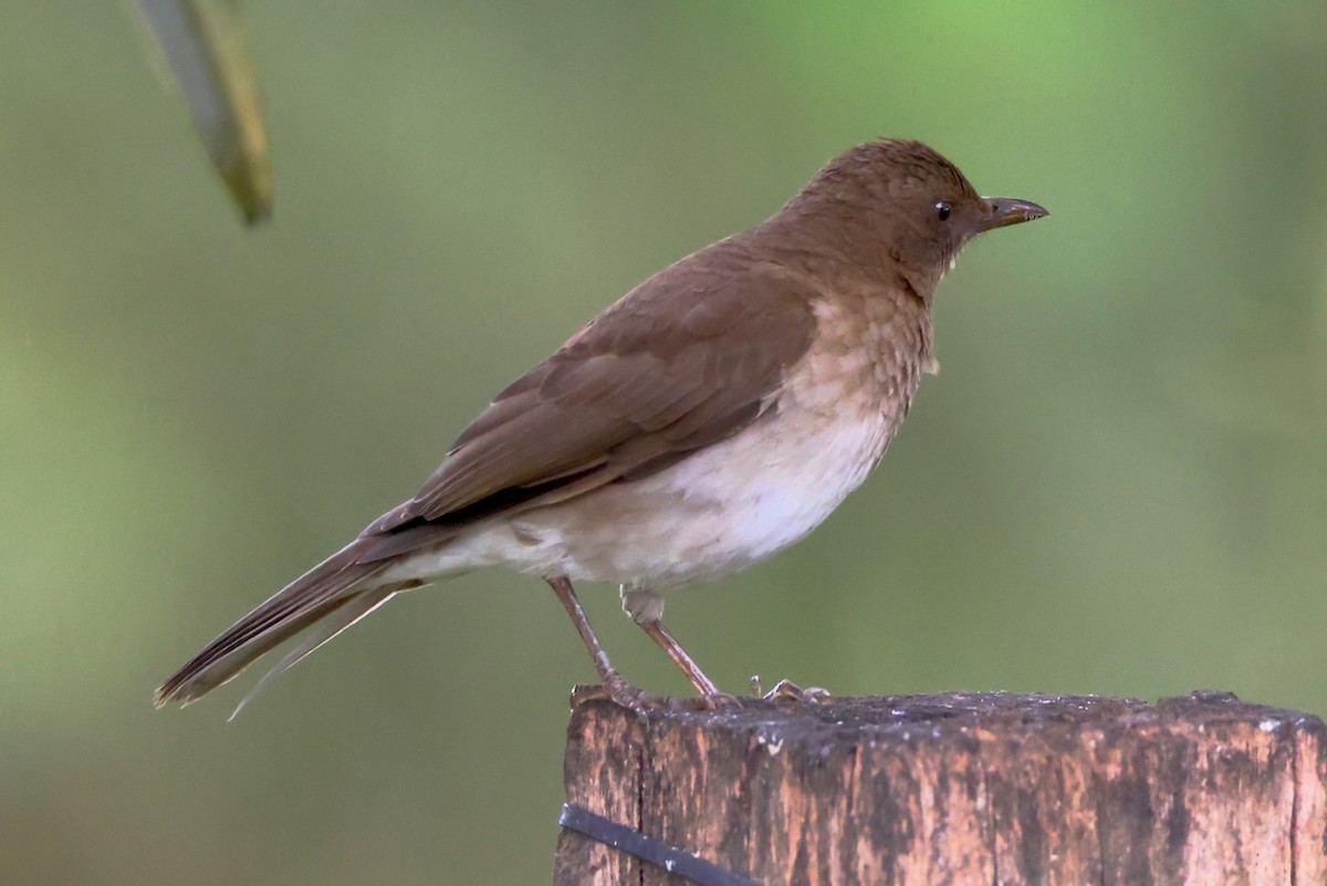Black-billed Thrush - ML646469974