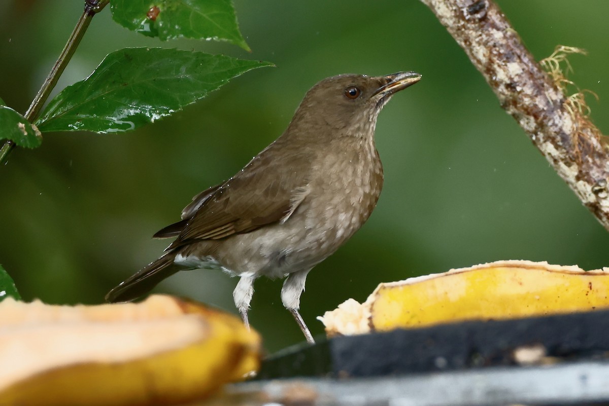 Black-billed Thrush - ML646469975