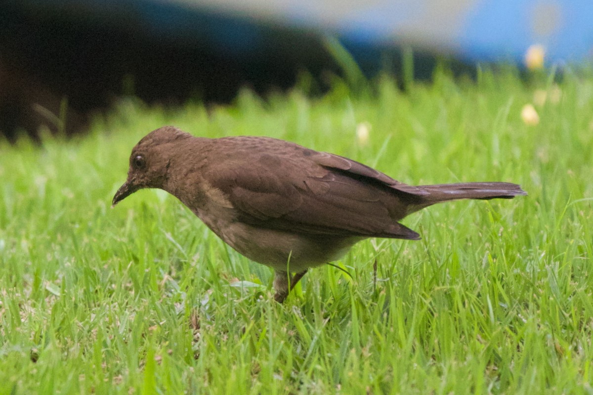 Black-billed Thrush - ML646469976