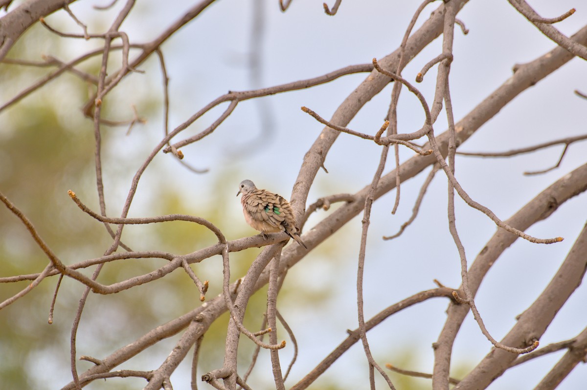 Yeşil Aynalı Kumru - ML646469977