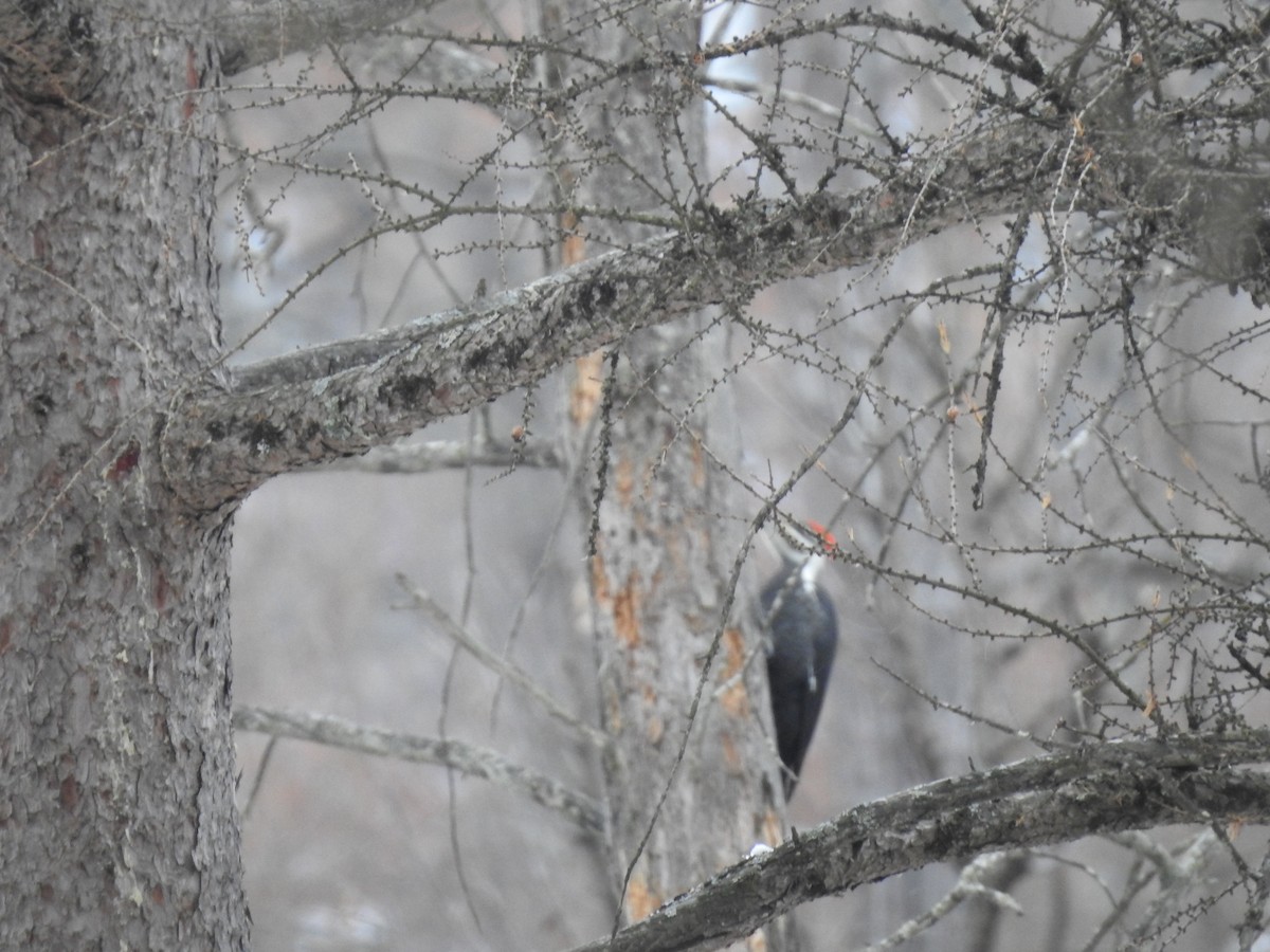datel chocholatý - ML646469982