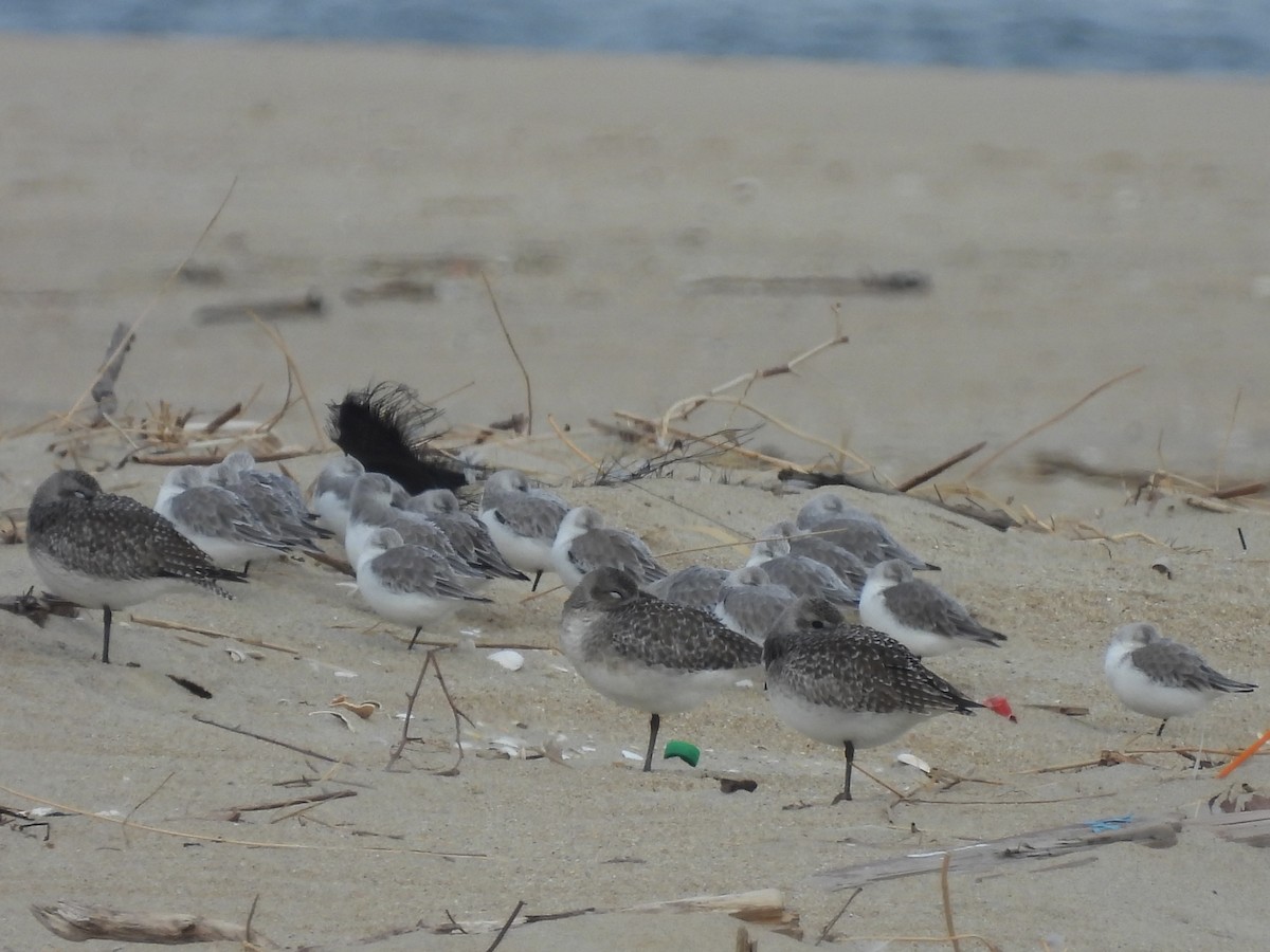 Black-bellied Plover - ML646469997