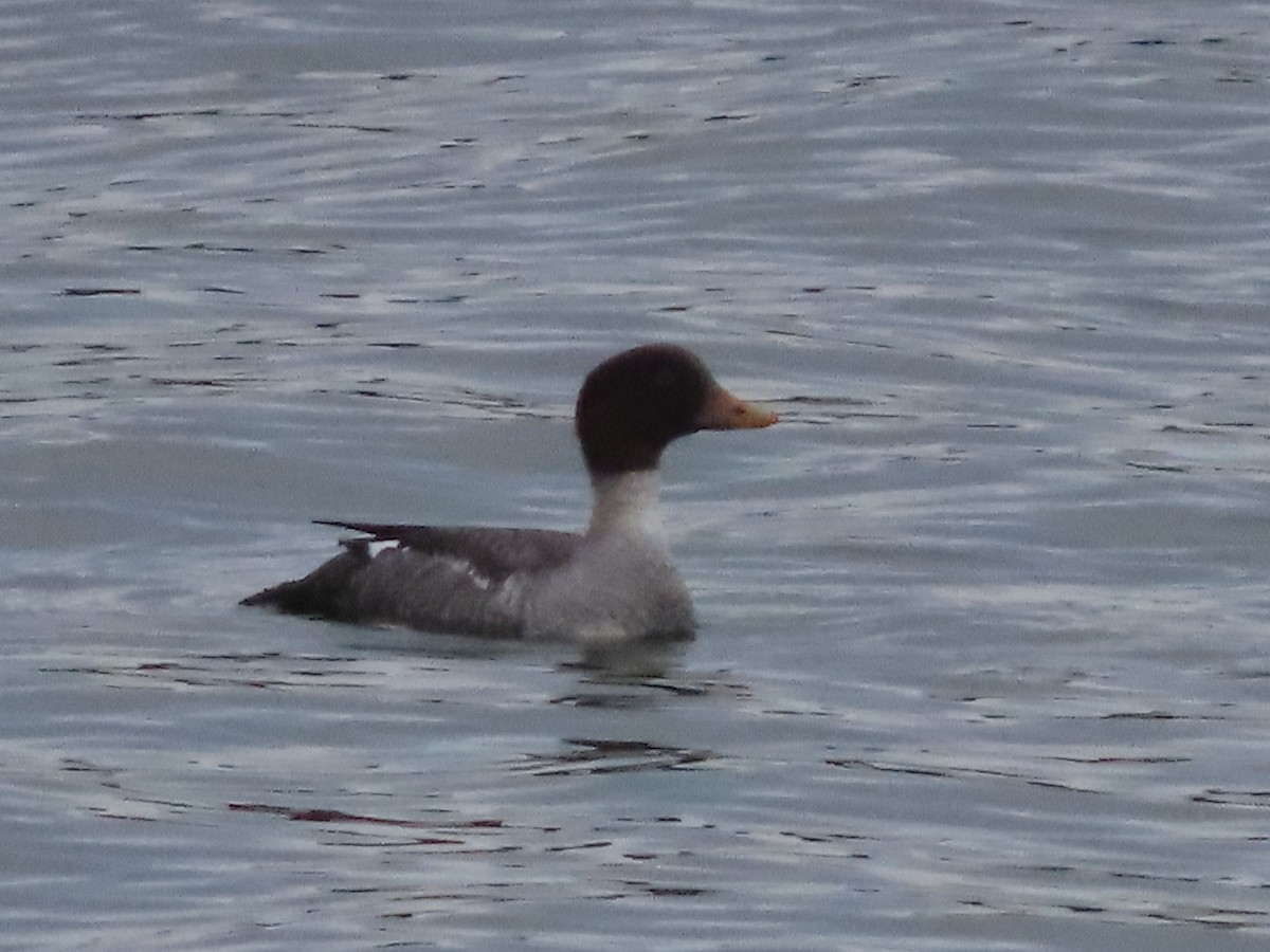 Barrow's Goldeneye - ML646470002