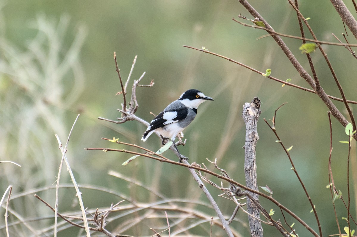 White-tailed Shrike - ML646470003