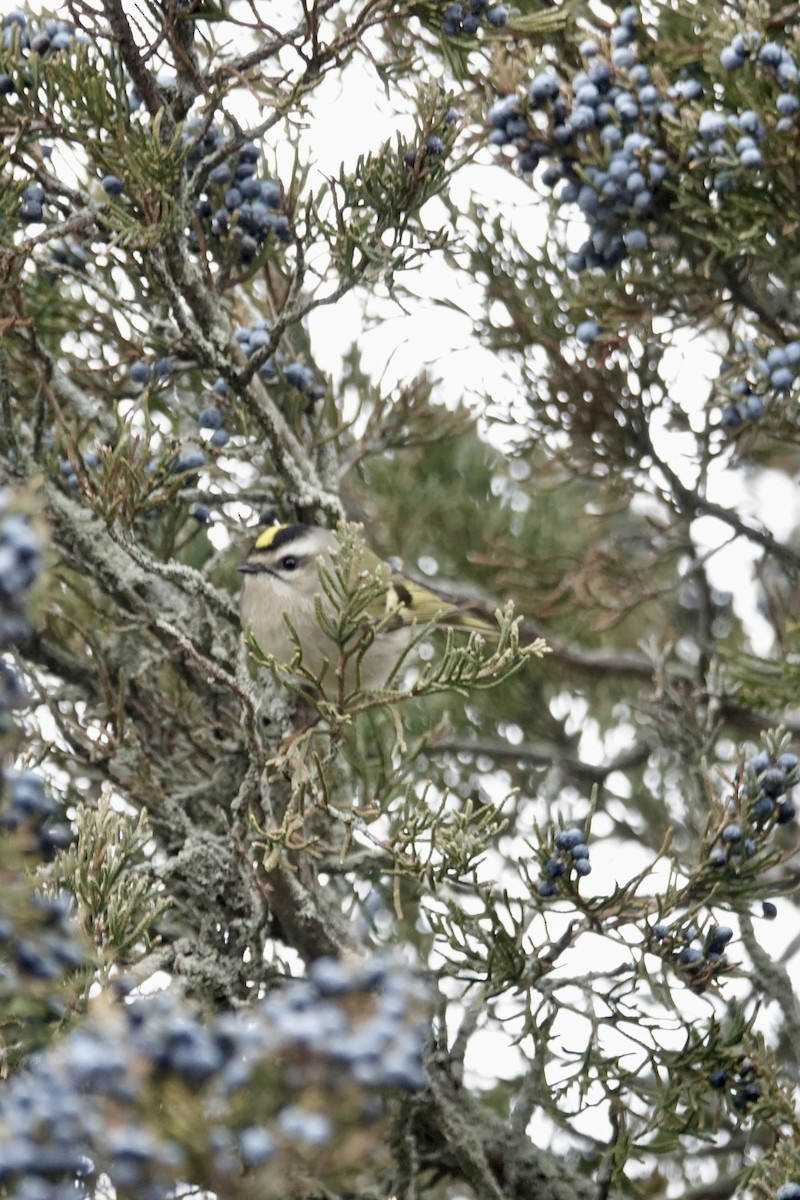 Golden-crowned Kinglet - ML646470007