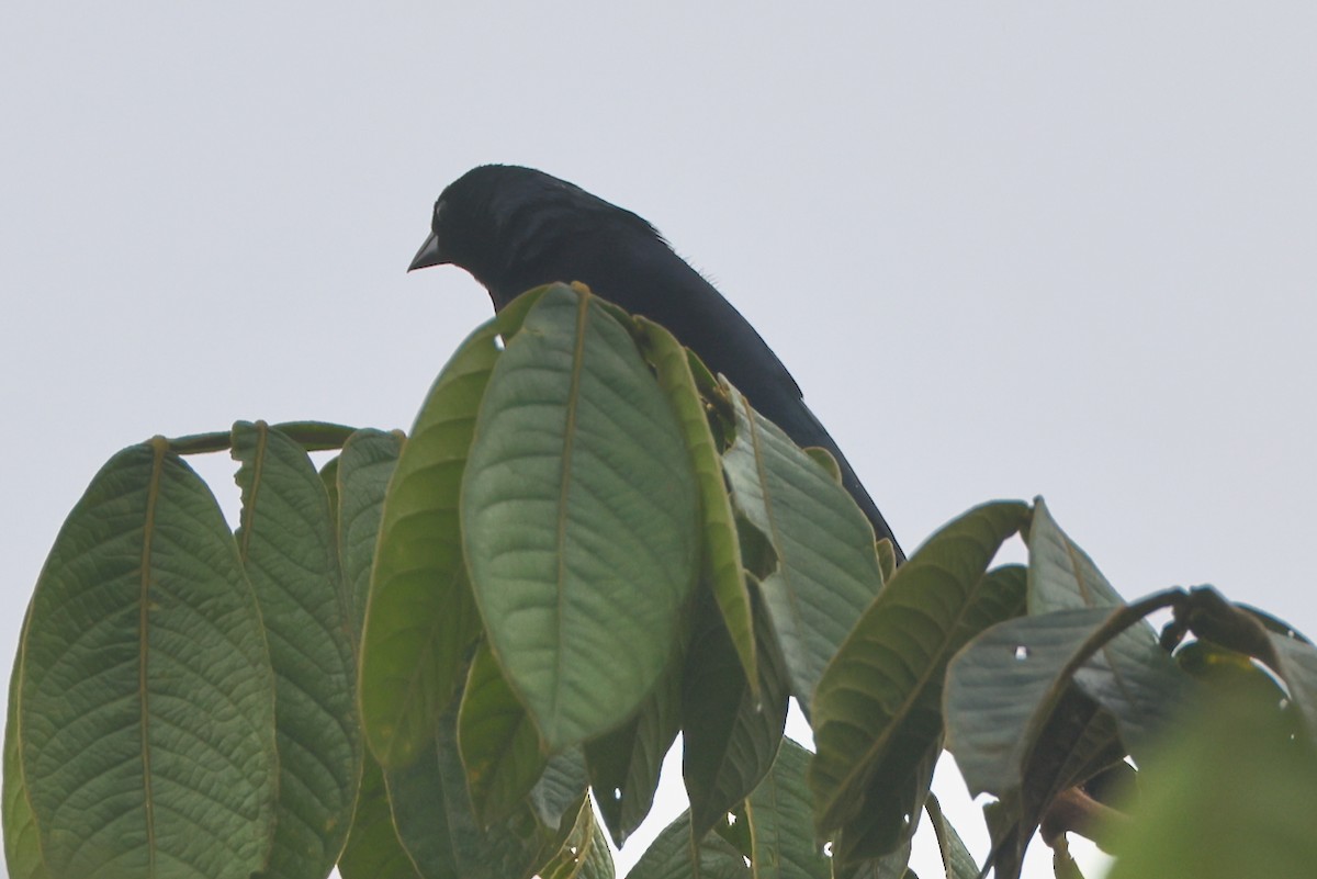 Shiny Cowbird - ML646470008