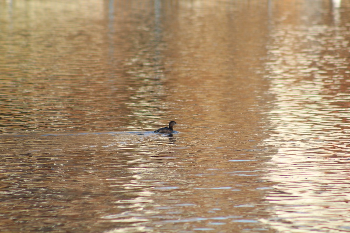 Пестроклювая поганка - ML646470009
