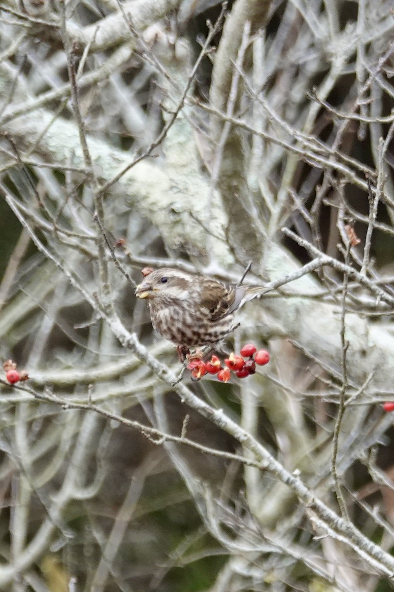 purpurfink - ML646470018