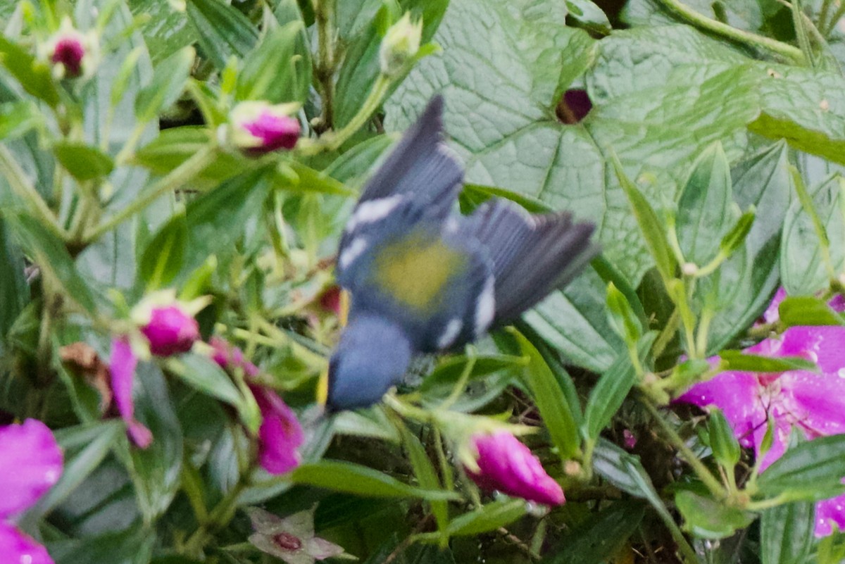 Tropical Parula - ML646470019