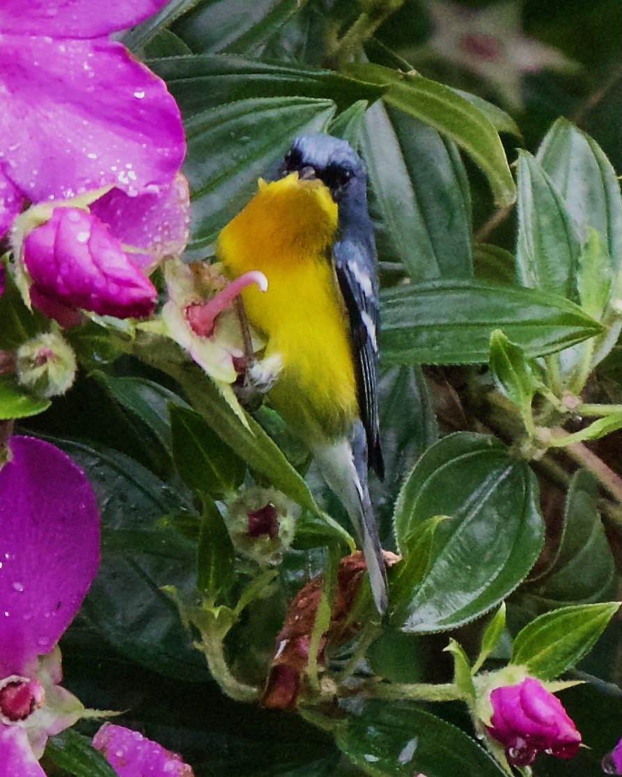 Tropical Parula - ML646470020