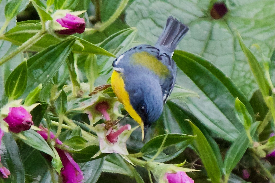 Tropical Parula - ML646470021