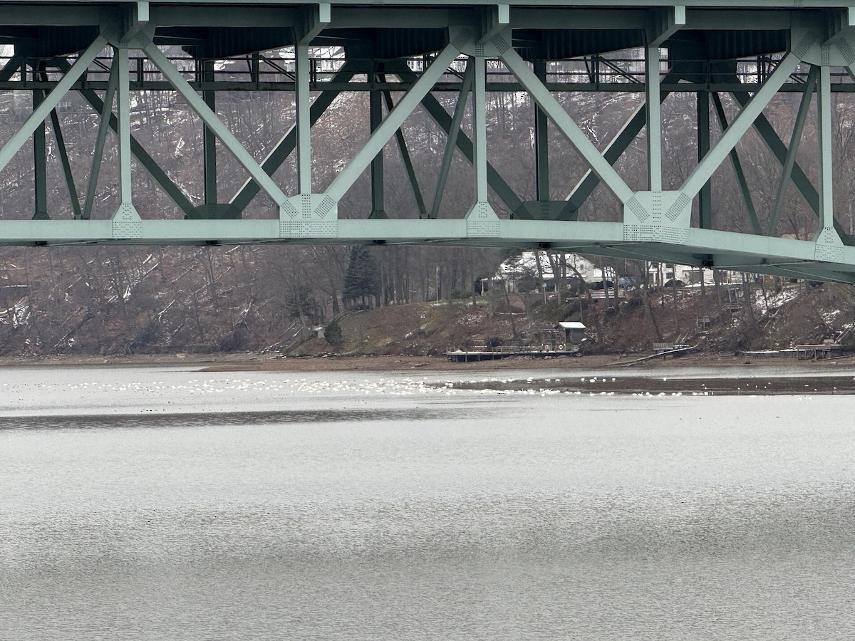 Cygne siffleur - ML646470022