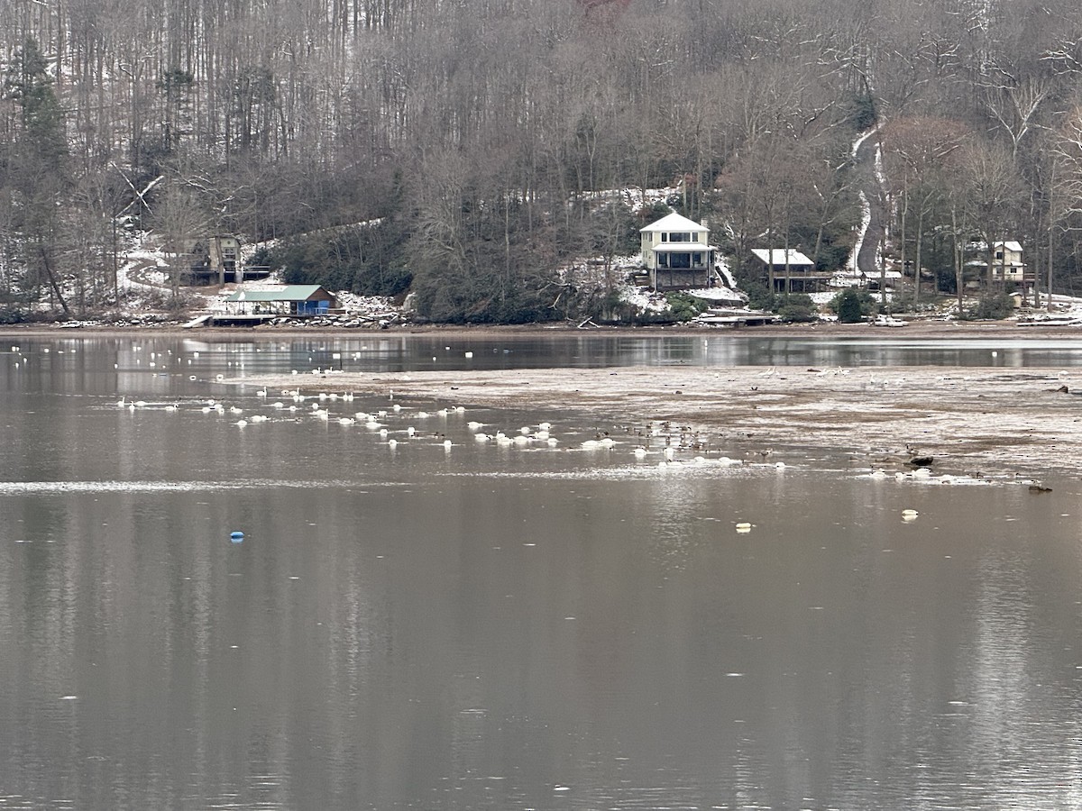 Cygne siffleur - ML646470023