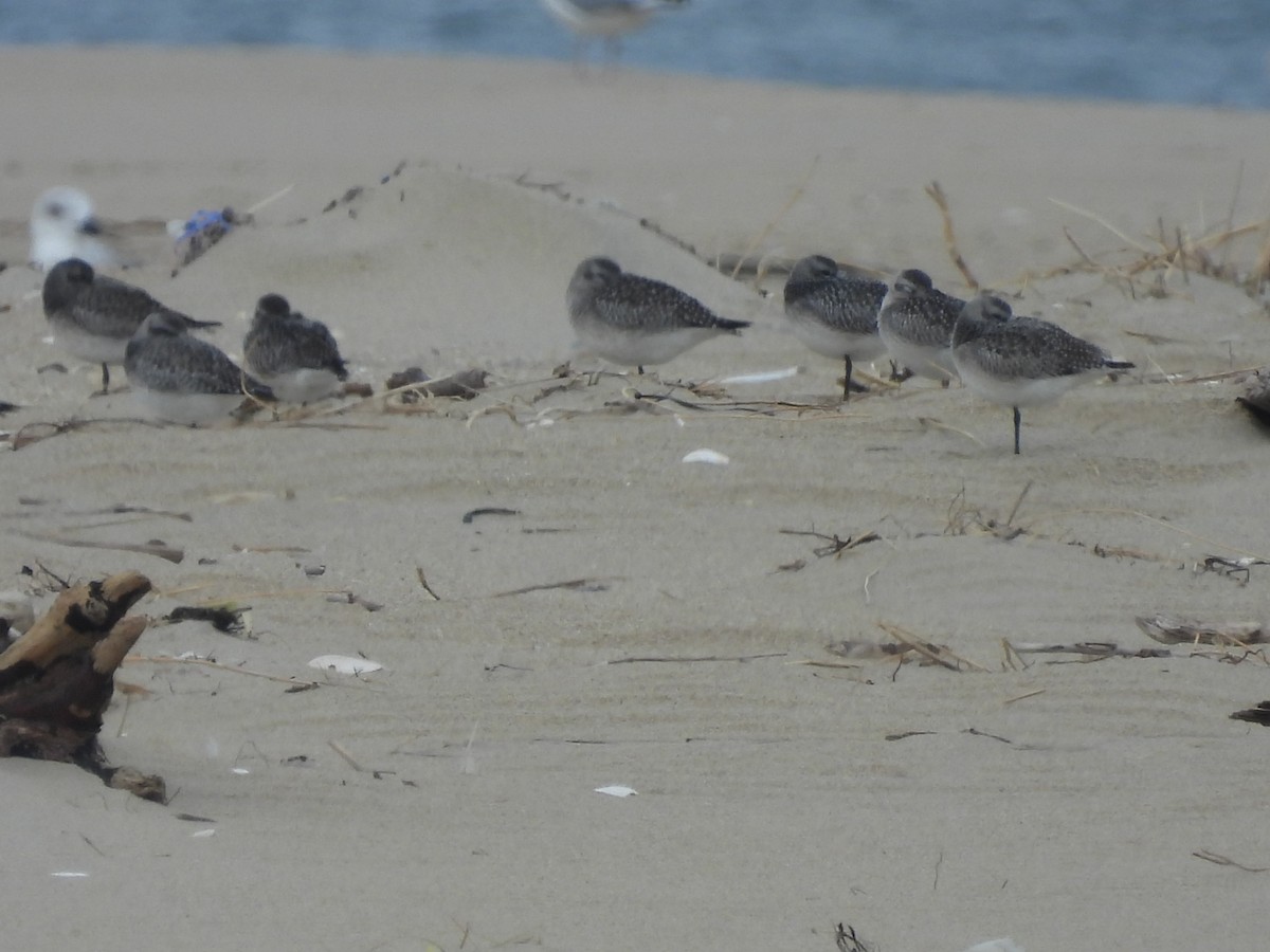 Black-bellied Plover - ML646470028