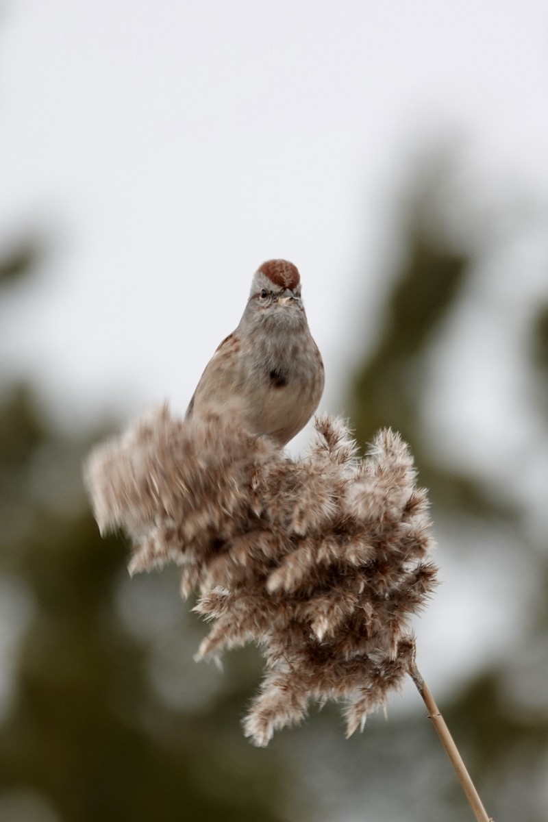 American Tree Sparrow - ML646470029