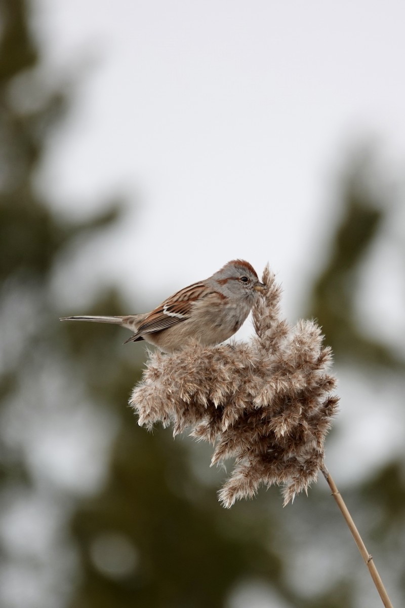 American Tree Sparrow - ML646470030
