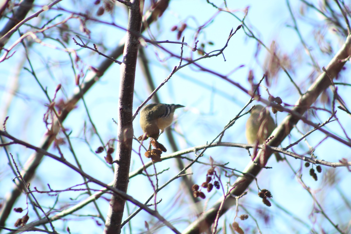 Мексиканский чиж - ML646470038