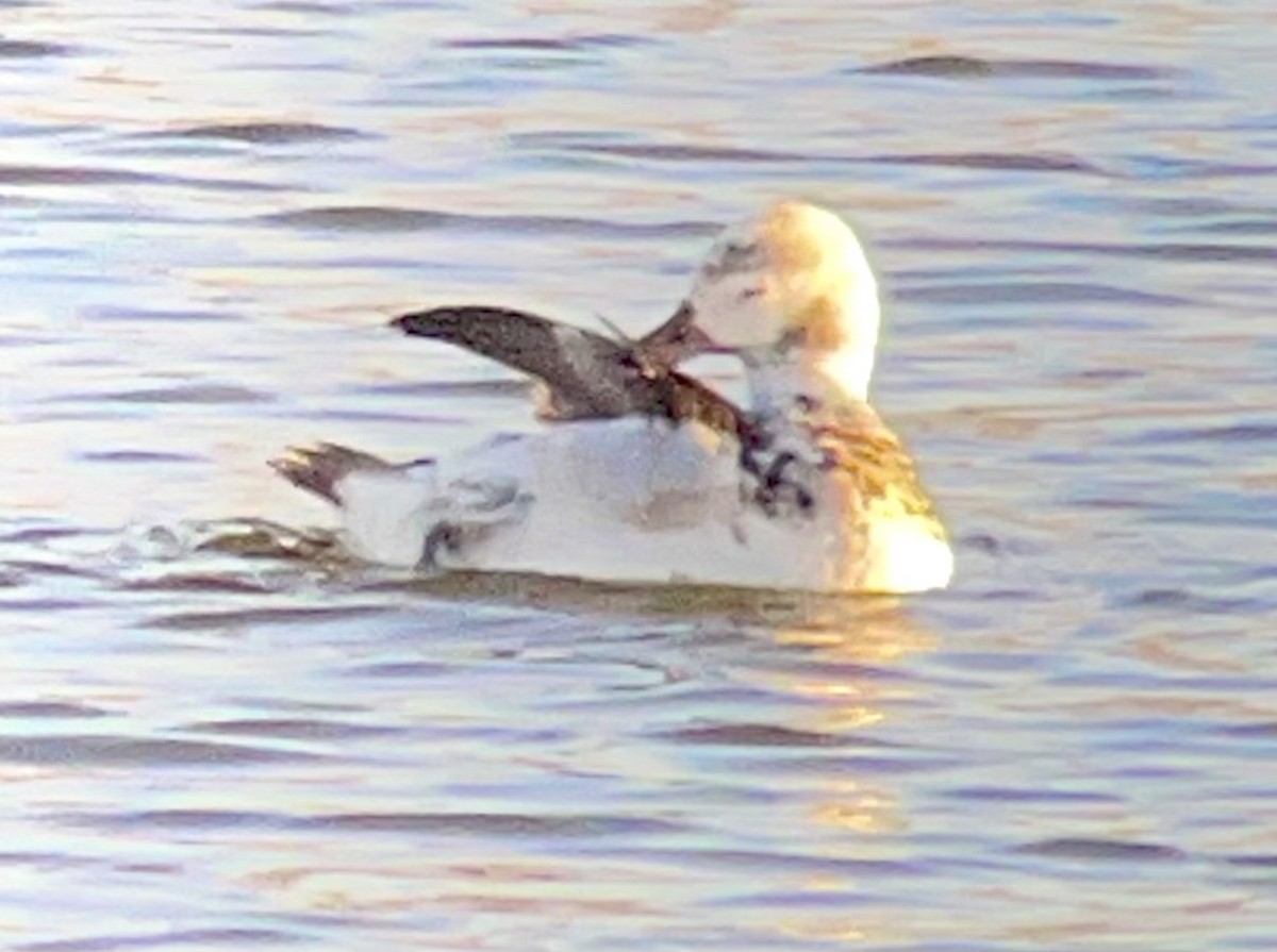 hoholka lední - ML646470039