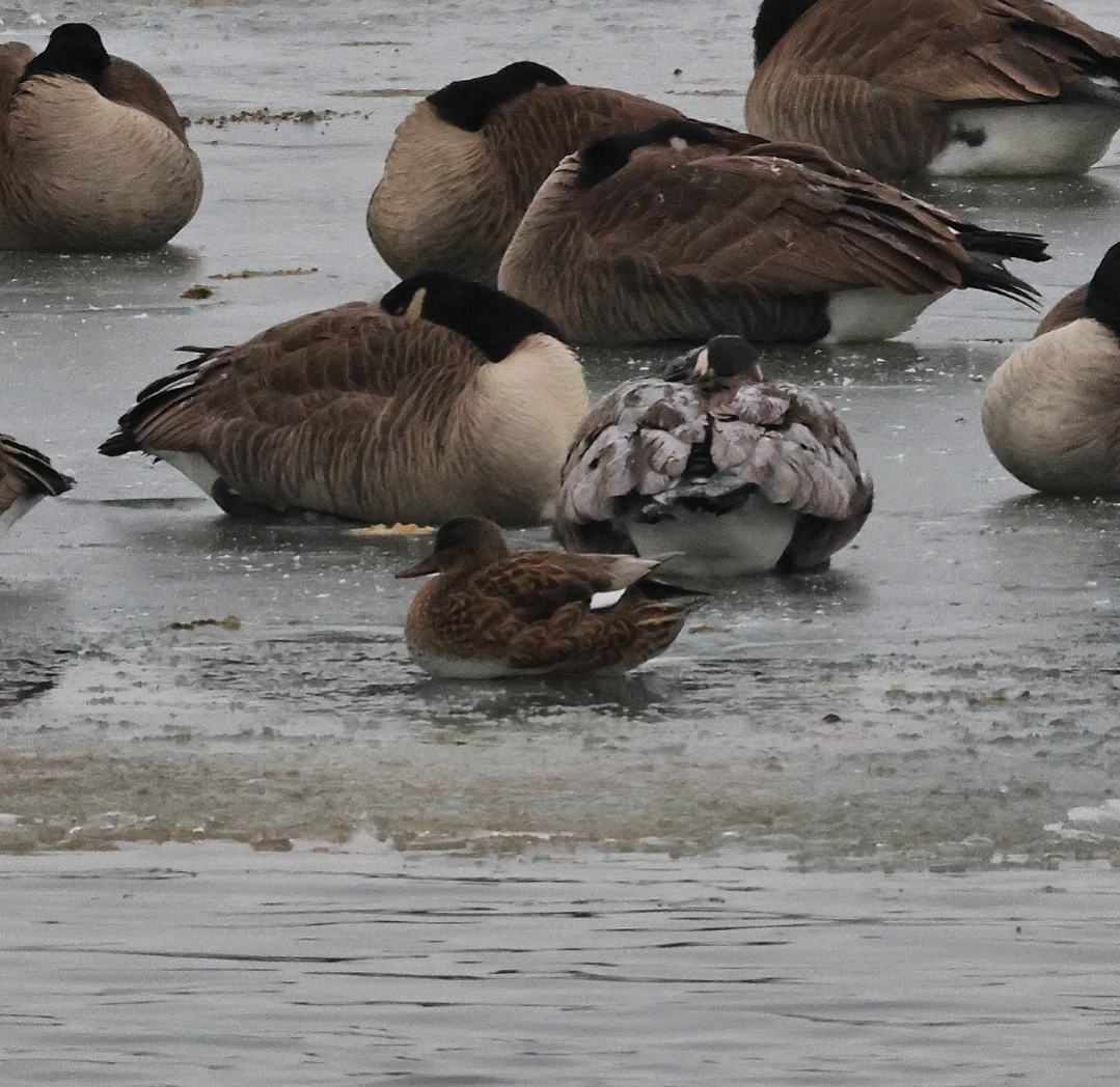 Gadwall - ML646470043