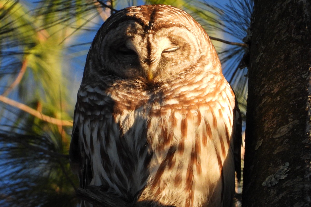 Barred Owl - ML646470044