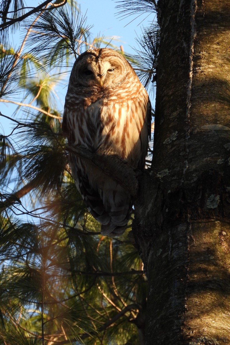 Barred Owl - ML646470045