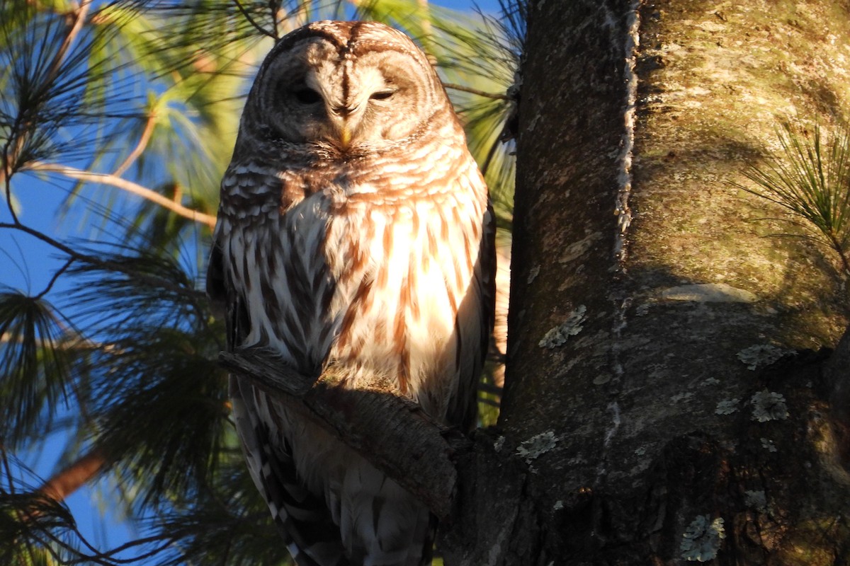 Barred Owl - ML646470046