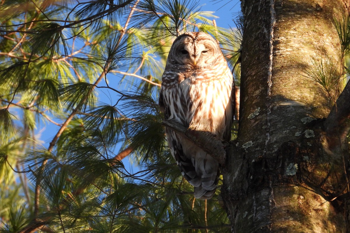 Barred Owl - ML646470047