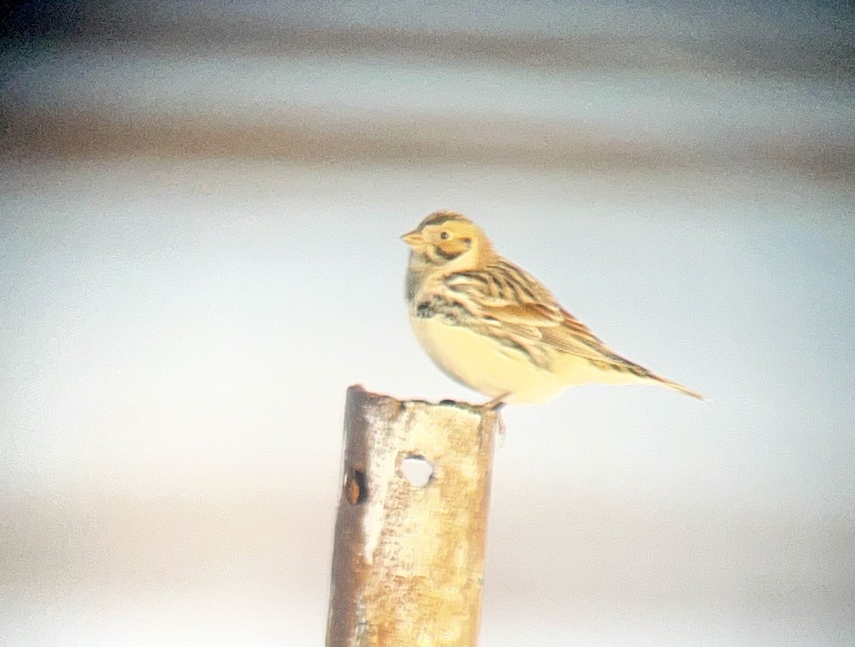 גיבתון לפלנדי - ML646470050