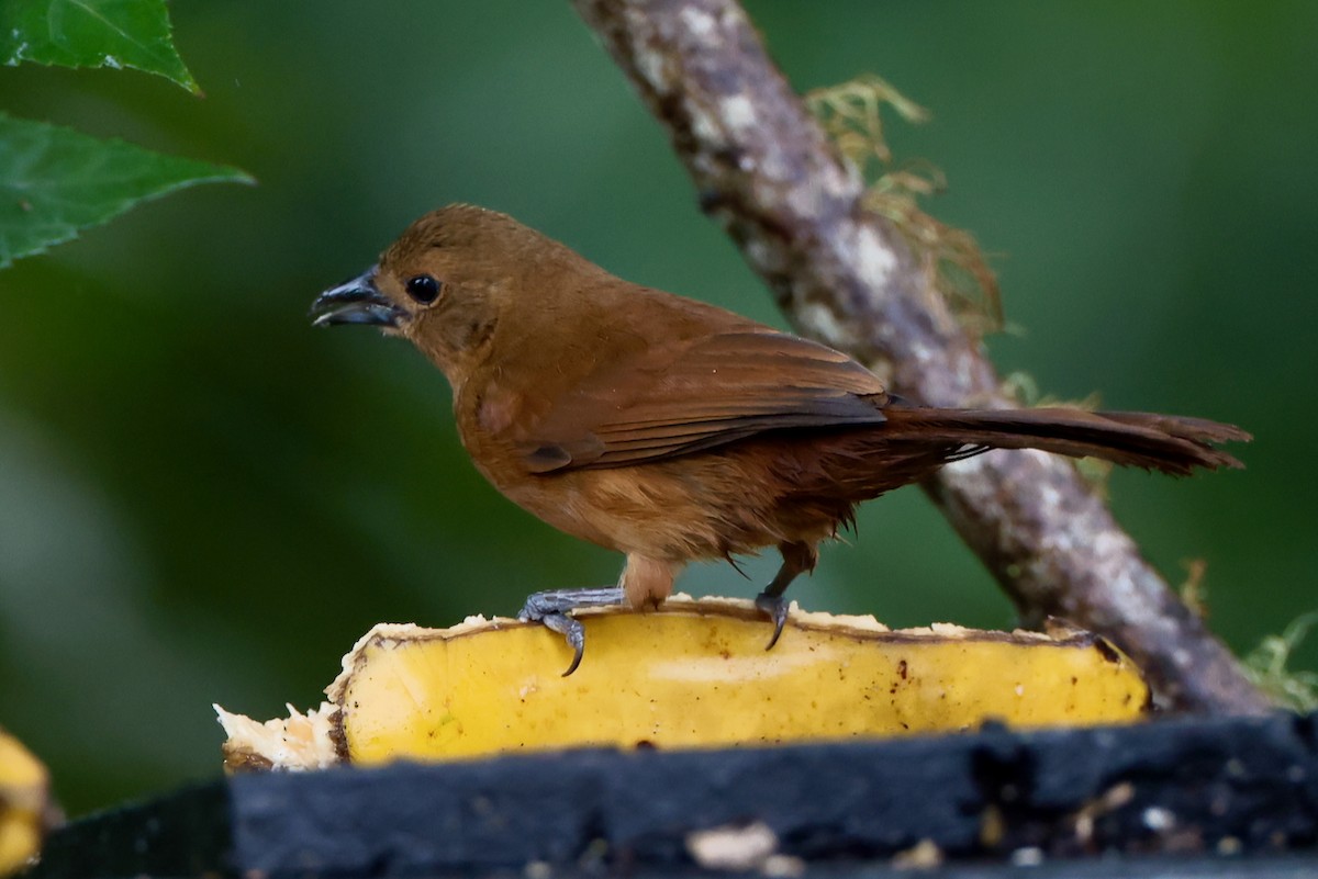 White-lined Tanager - ML646470052