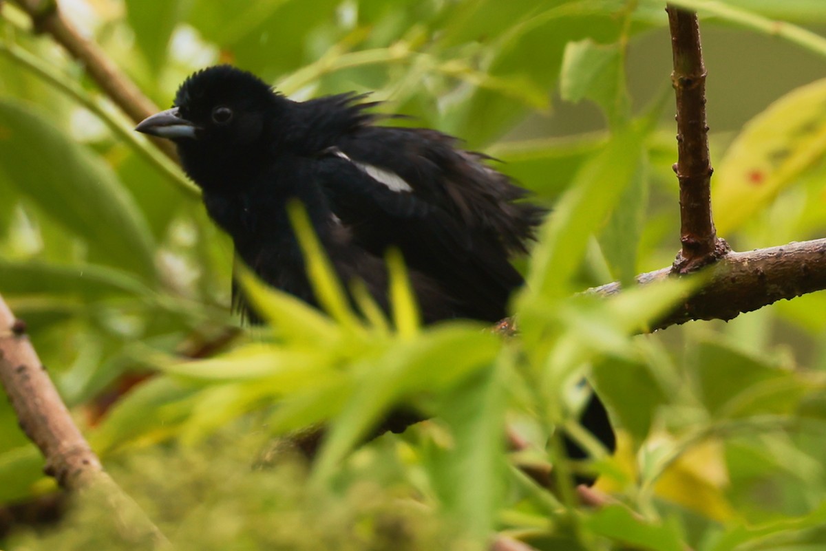 White-lined Tanager - ML646470053