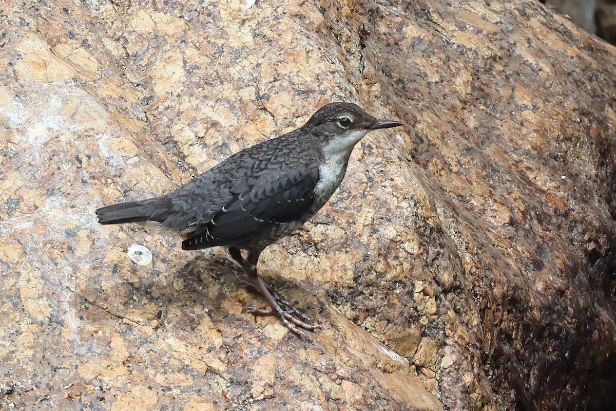 skorec vodní - ML646470055