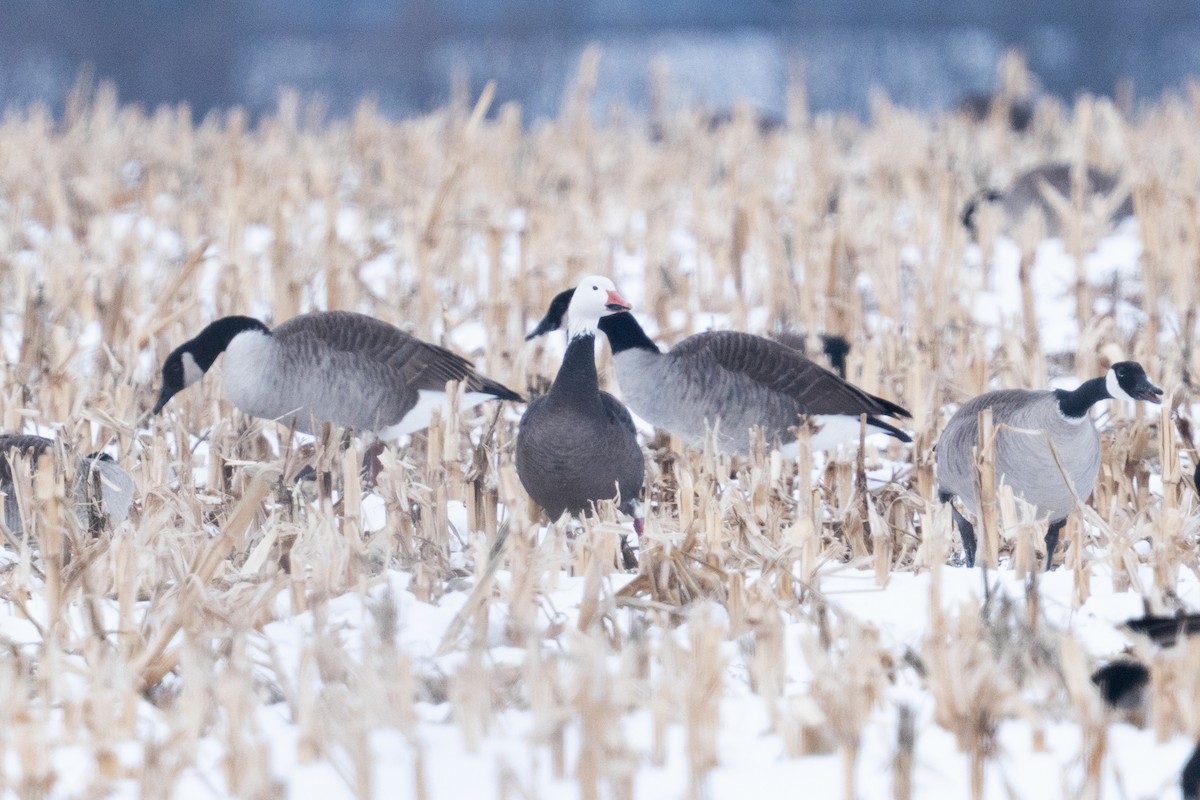 Snow Goose - ML646470057